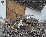 Capi_Dubne_20260511_190503.jpg