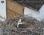 Capi_Dubne_20260511_191003.jpg