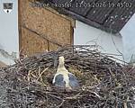 Capi_Dubne_20260511_194502.jpg