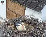 Capi_Dubne_20260511_200004.jpg