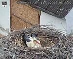 Capi_Dubne_20260511_201502.jpg