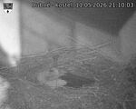 Capi_Dubne_20260511_211003.jpg