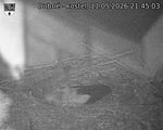 Capi_Dubne_20260511_214503.jpg