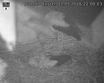 Capi_Dubne_20260511_220003.jpg