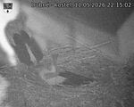 Capi_Dubne_20260511_221502.jpg