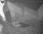 Capi_Dubne_20260511_222503.jpg