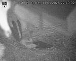 Capi_Dubne_20260511_224002.jpg