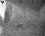 Capi_Dubne_20260511_225002.jpg