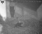 Capi_Dubne_20260511_225503.jpg