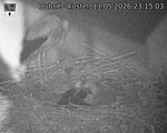 Capi_Dubne_20260511_231503.jpg