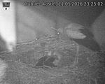 Capi_Dubne_20260511_232502.jpg