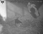 Capi_Dubne_20260511_234002.jpg