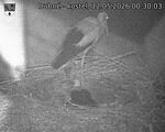Capi_Dubne_20260512_003003.jpg