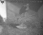 Capi_Dubne_20260512_011002.jpg