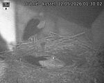 Capi_Dubne_20260512_013003.jpg