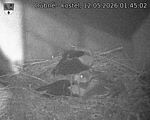 Capi_Dubne_20260512_014502.jpg