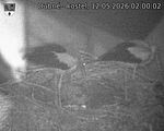 Capi_Dubne_20260512_020002.jpg