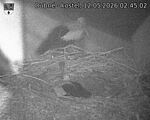 Capi_Dubne_20260512_024502.jpg