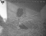 Capi_Dubne_20260512_025002.jpg