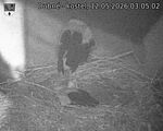 Capi_Dubne_20260512_030502.jpg