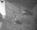 Capi_Dubne_20260512_031502.jpg