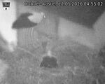Capi_Dubne_20260512_045502.jpg