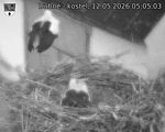 Capi_Dubne_20260512_050503.jpg