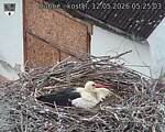 Capi_Dubne_20260512_052503.jpg