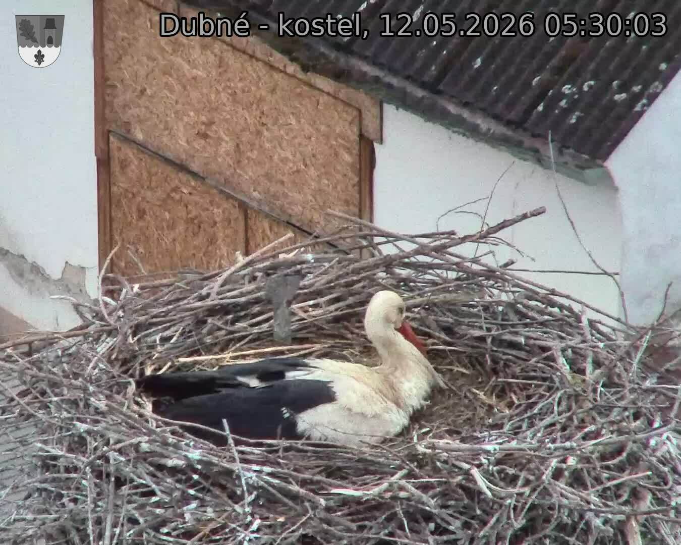 Capi_Dubne_20260512_053003.jpg (1350&nbsp;x&nbsp;1080)