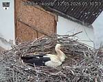 Capi_Dubne_20260512_053003.jpg