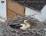 Capi_Dubne_20260512_053503.jpg