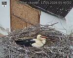 Capi_Dubne_20260512_054002.jpg
