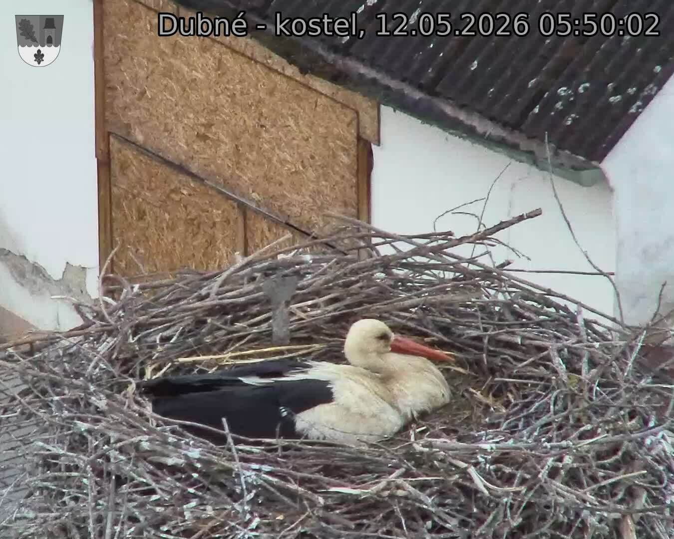 Capi_Dubne_20260512_055002.jpg (1350&nbsp;x&nbsp;1080)