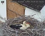 Capi_Dubne_20260512_055002.jpg
