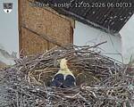 Capi_Dubne_20260512_060003.jpg