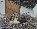 Capi_Dubne_20260512_060503.jpg