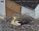 Capi_Dubne_20260512_062503.jpg