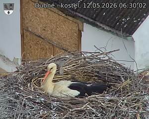 Capi_Dubne_20260512_063003.jpg (1350&nbsp;x&nbsp;1080)