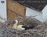 Capi_Dubne_20260512_063503.jpg