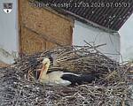 Capi_Dubne_20260512_070503.jpg