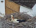 Capi_Dubne_20260512_071003.jpg