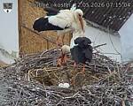 Capi_Dubne_20260512_071504.jpg