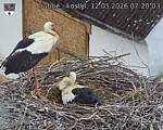 Capi_Dubne_20260512_072003.jpg