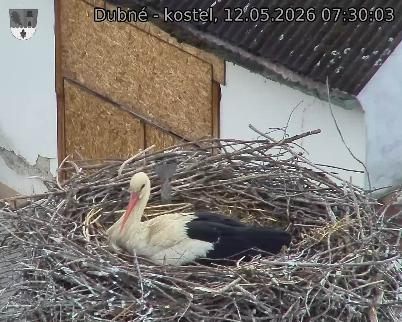 Capi_Dubne_20260512_073003.jpg (1350&nbsp;x&nbsp;1080)