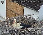 Capi_Dubne_20260512_073003.jpg