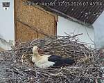 Capi_Dubne_20260512_074504.jpg