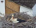 Capi_Dubne_20260512_075503.jpg