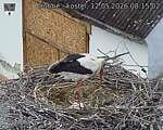Capi_Dubne_20260512_081502.jpg