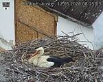 Capi_Dubne_20260512_082503.jpg