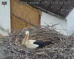 Capi_Dubne_20260512_084003.jpg